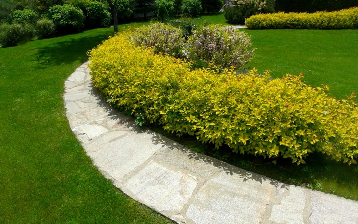 Самшит зеленая изгородь