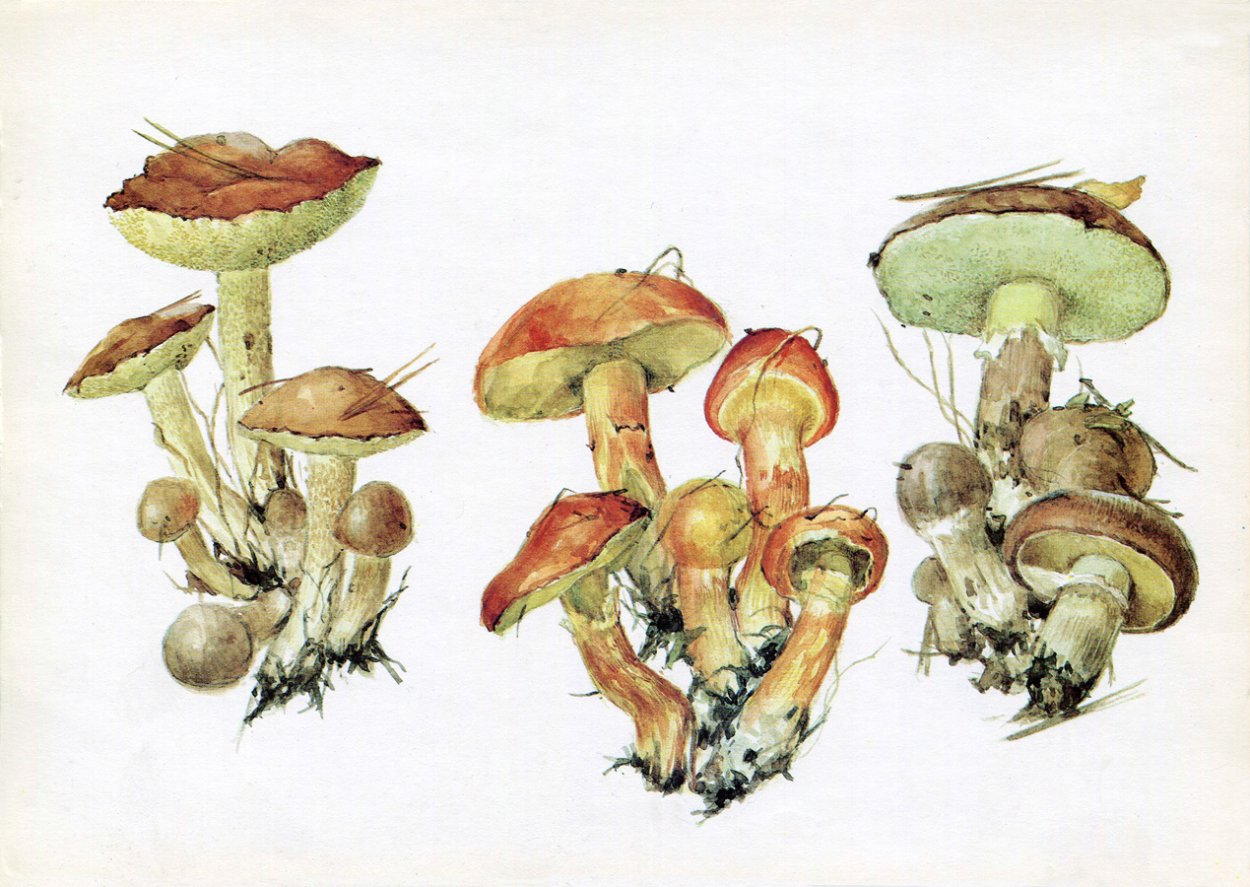 Ложноопёнок серно-жёлтый