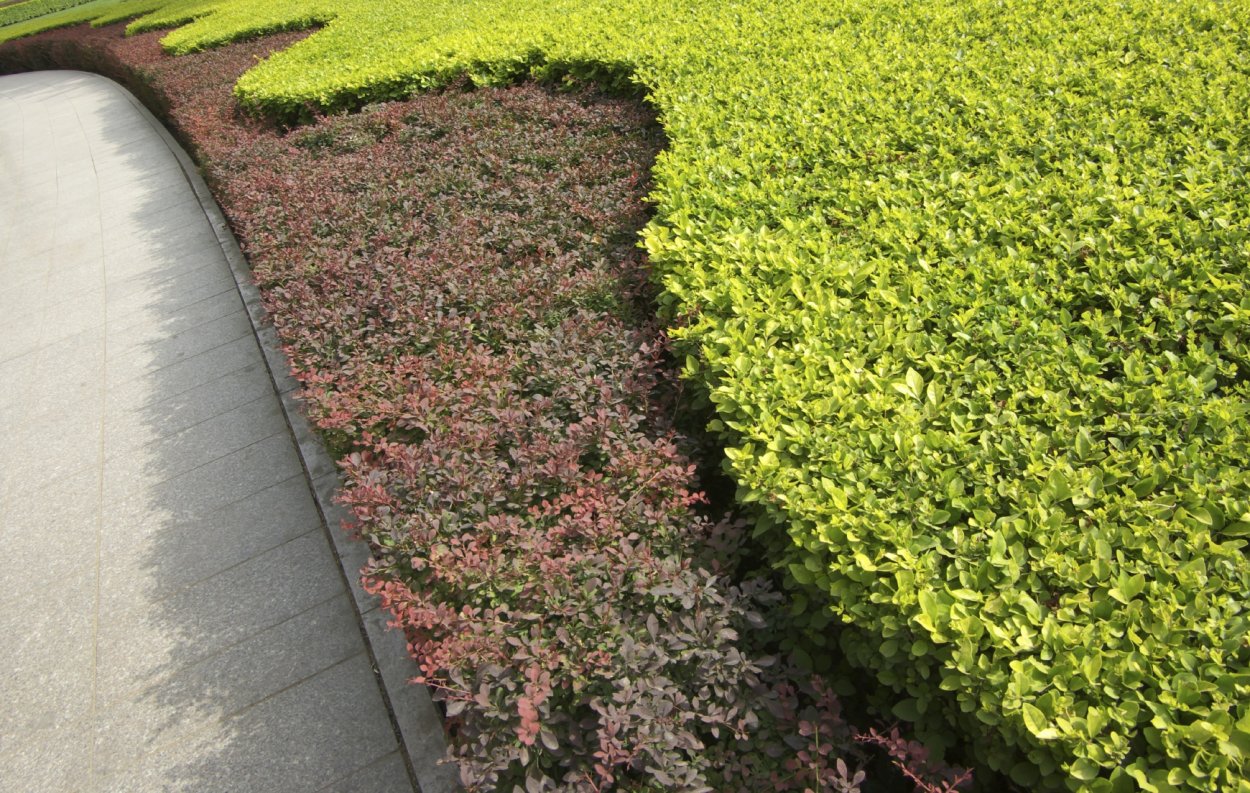 Барбарис Тунберга в рокарии