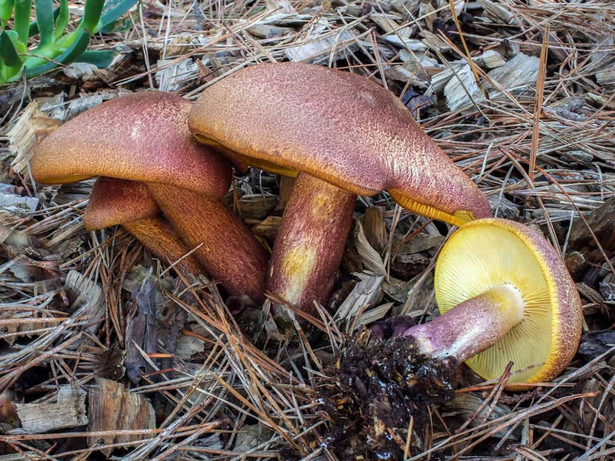 Suillus collinitus