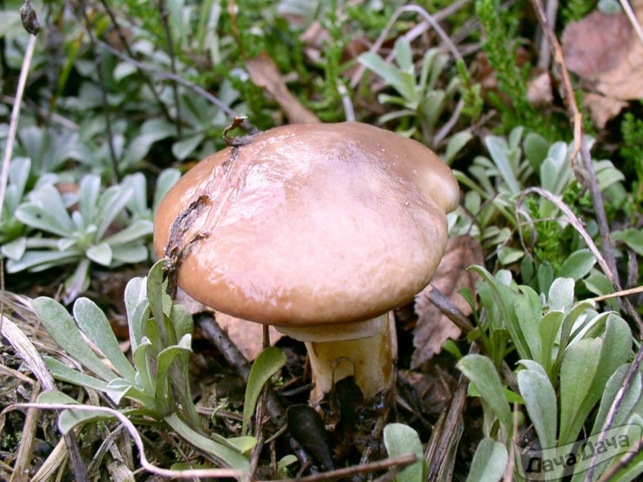 Гриб масленок на белом фоне