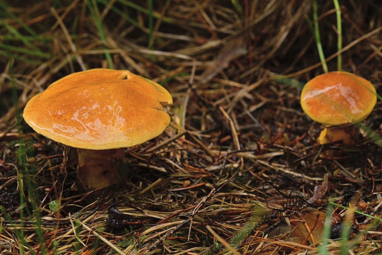 Маслёнок желто-бурый Suillus variegatus