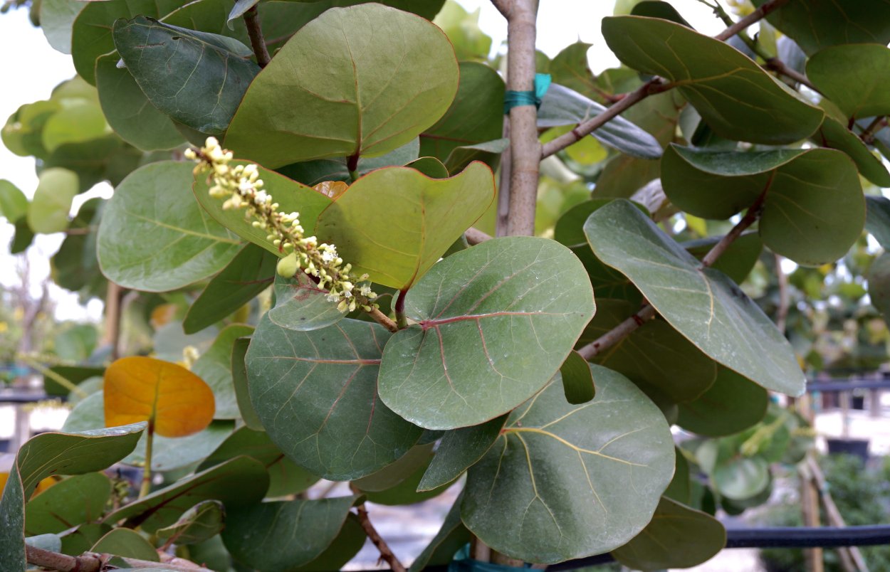 Кокколоба ягодоносная морской виноград