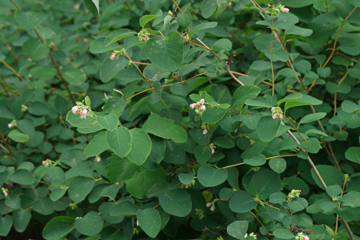 Снежноягодник белый (Symphoricarpos Albus) куст
