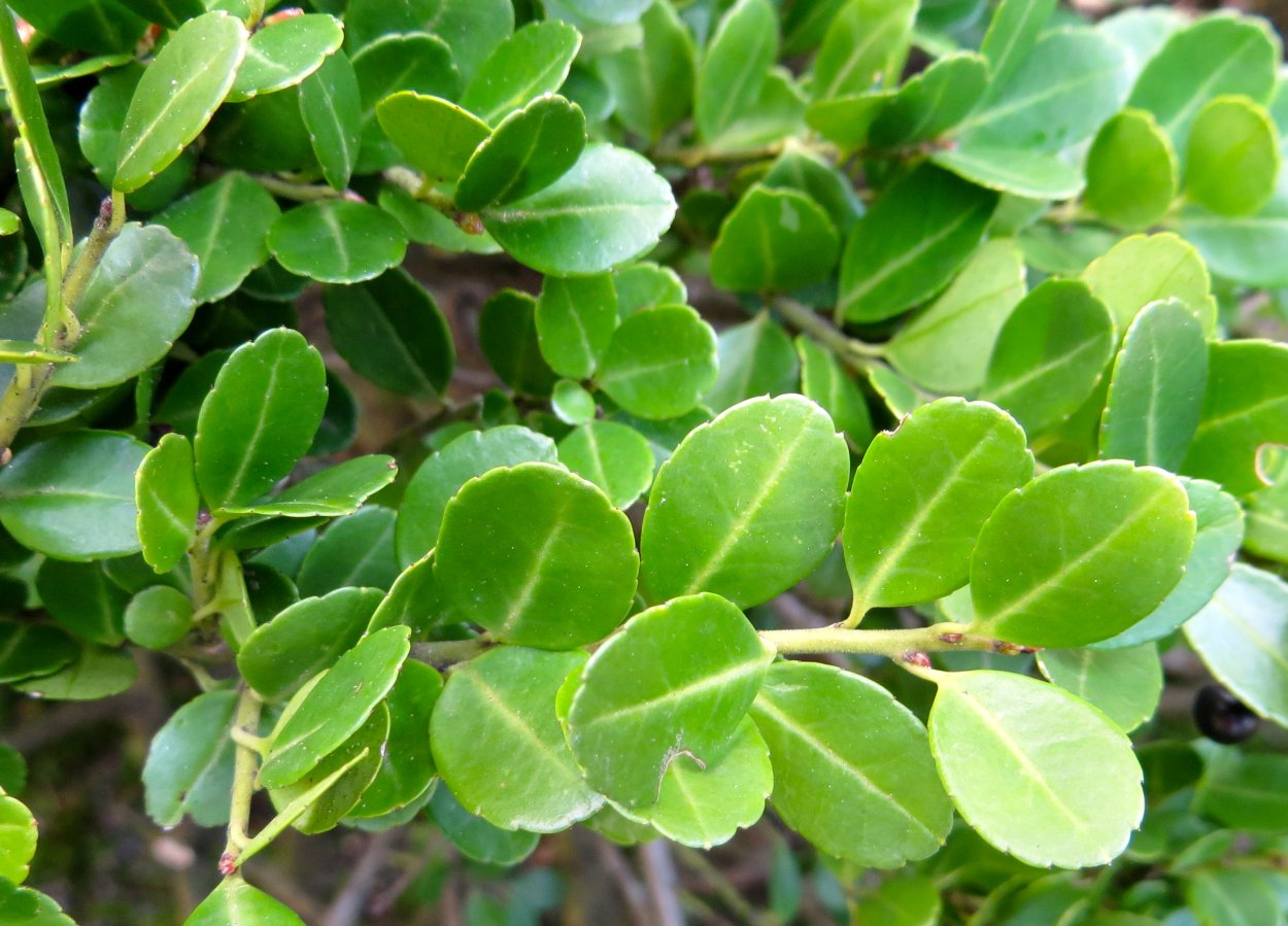 Ilex crenata