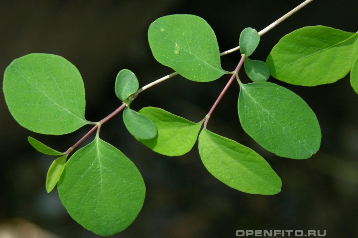 Снежноягодник белый листья