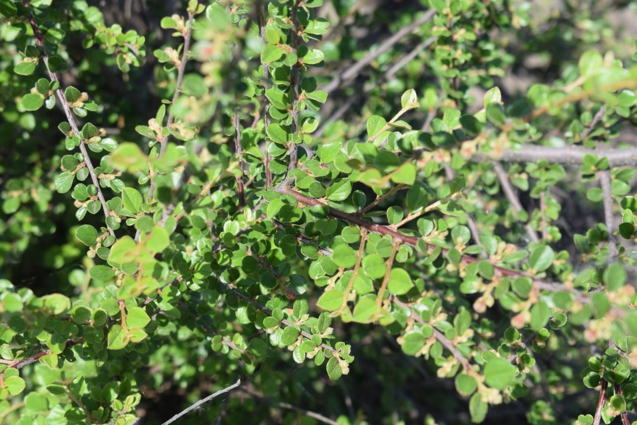 Бересклет Сильвер Квин