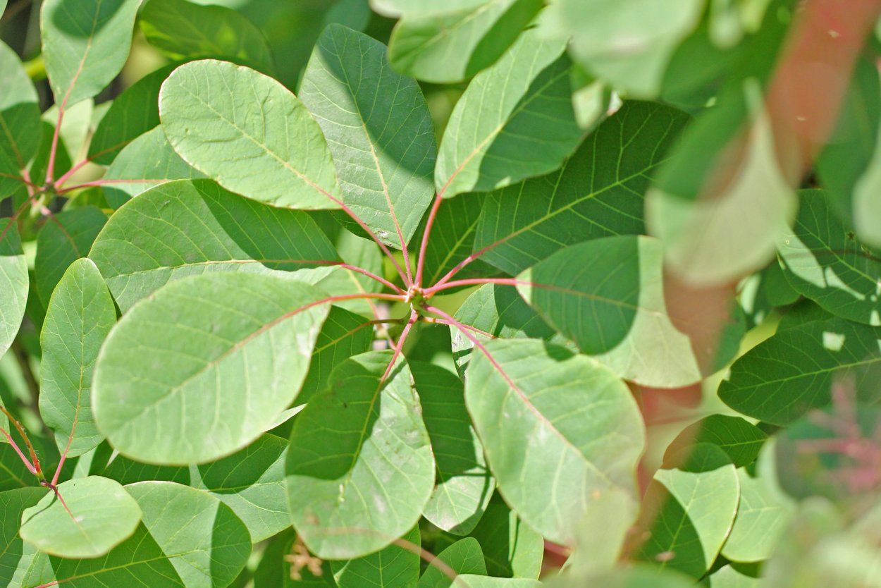 Скумпия Кожевенная листья