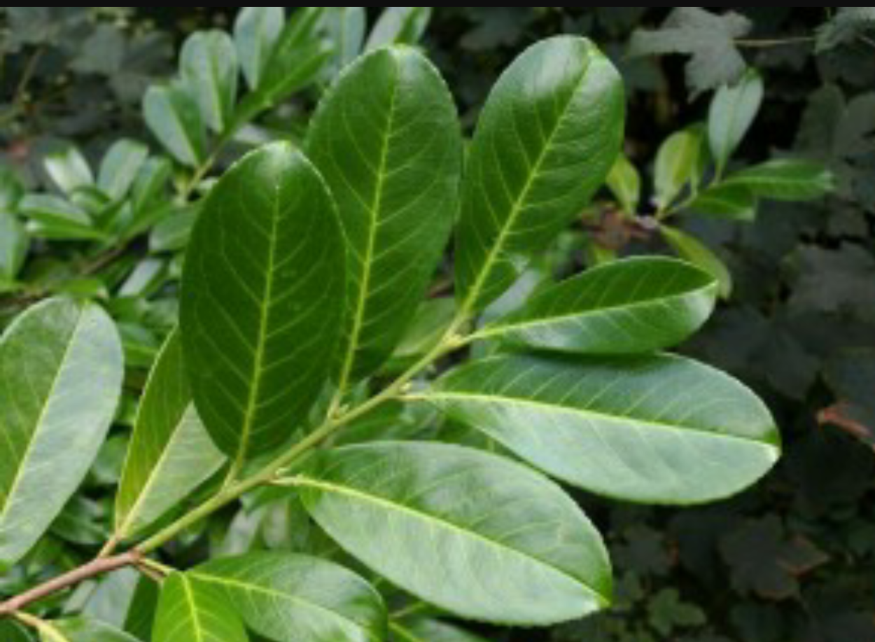 Жимолость Татарская rosea