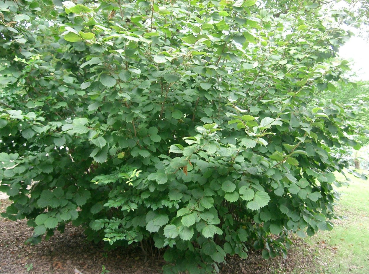 Лещина обыкновенная