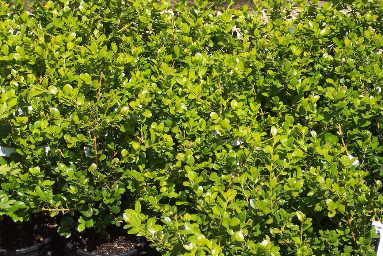 Кизильник мелколистный