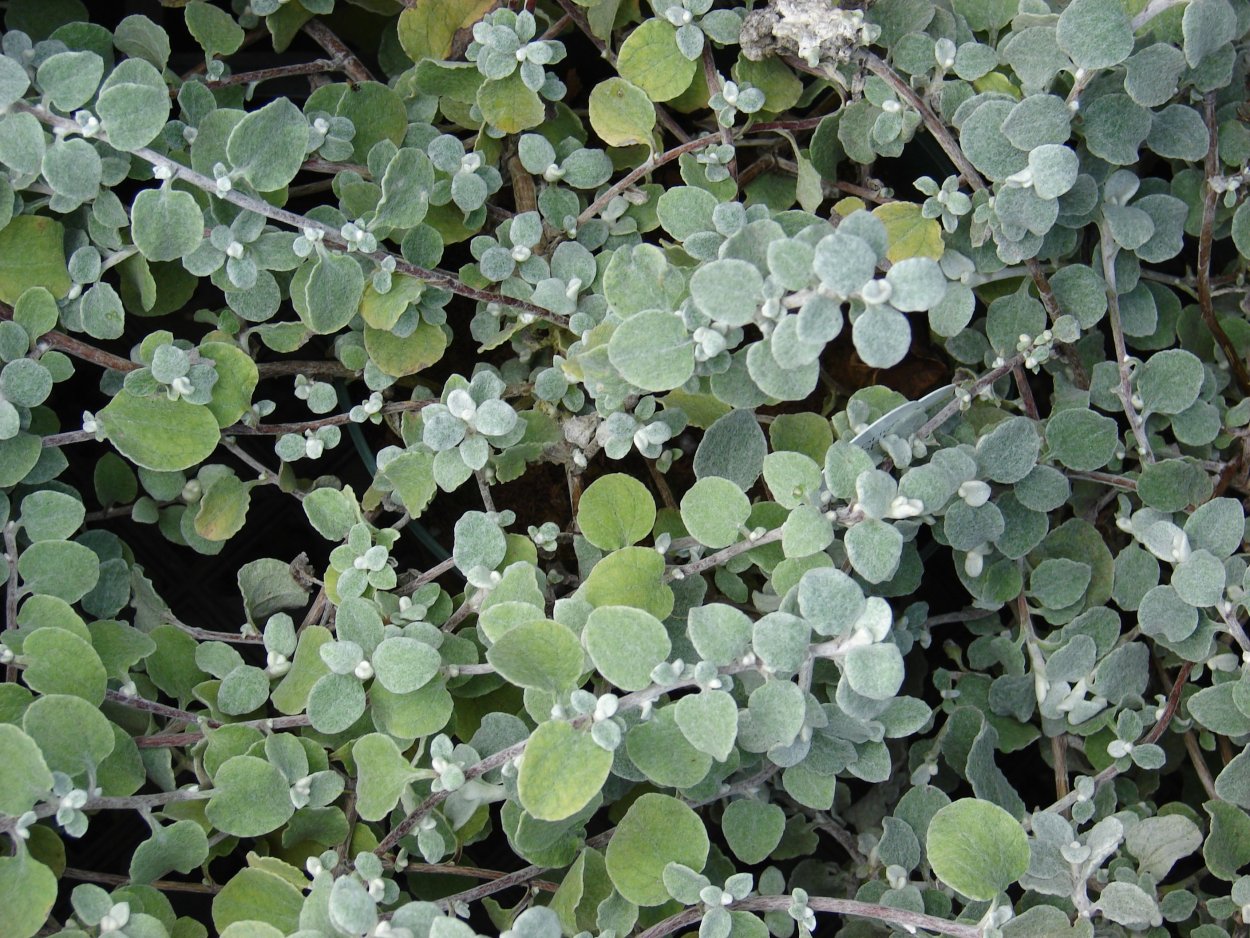 Гнафалиум Silver