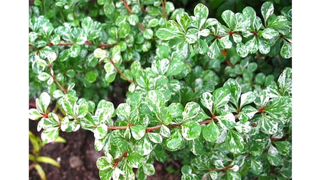 Барбарис Тунберга KELLERIIS