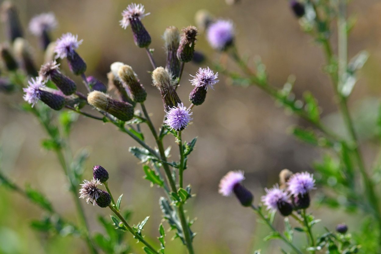 Бодяк огородный листья