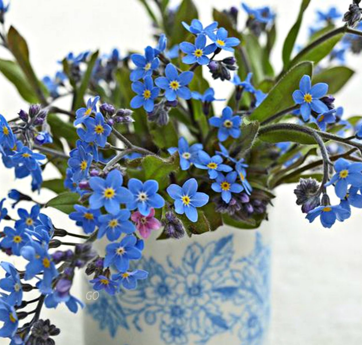 Незабудка Myosotis Myomark