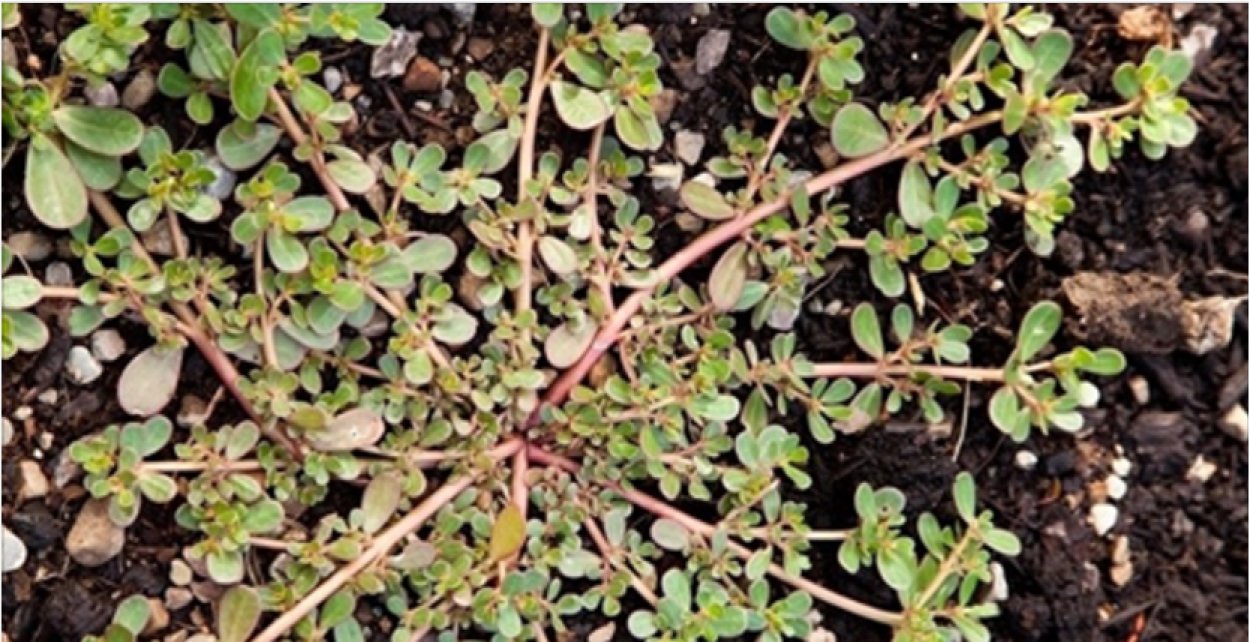 Горец птичий Polygonum aviculare всходы