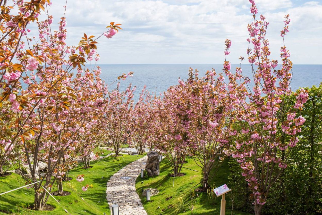 Японский сад Мрия Крым Сакура