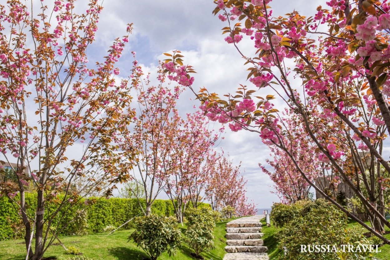 Фестиваль Цветущая Сакура в Ялте