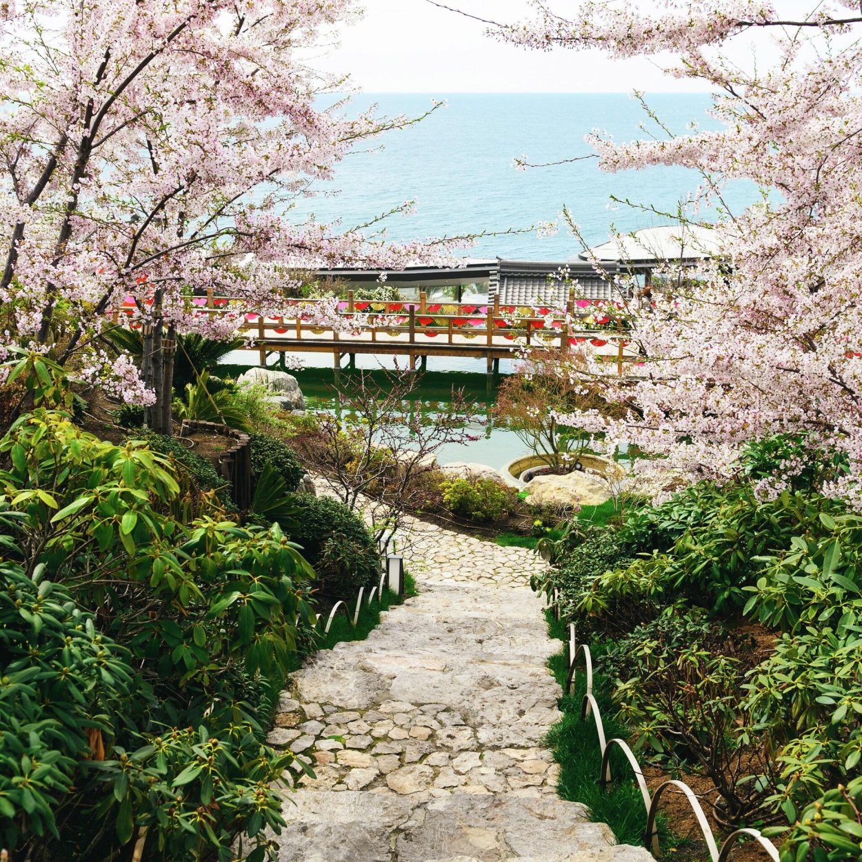 Фестиваль цветения Сакуры в Крыму