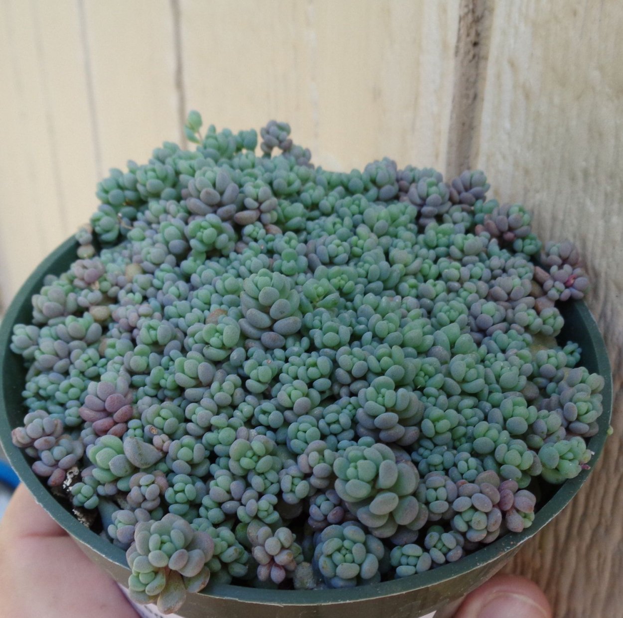 Седум дасифиллюм минор