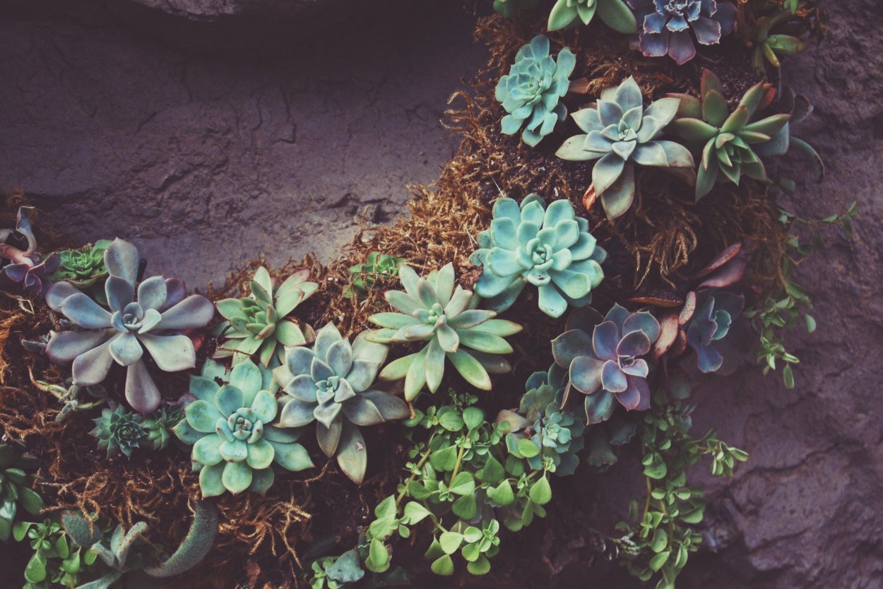 Молодило каменная роза на клумбе