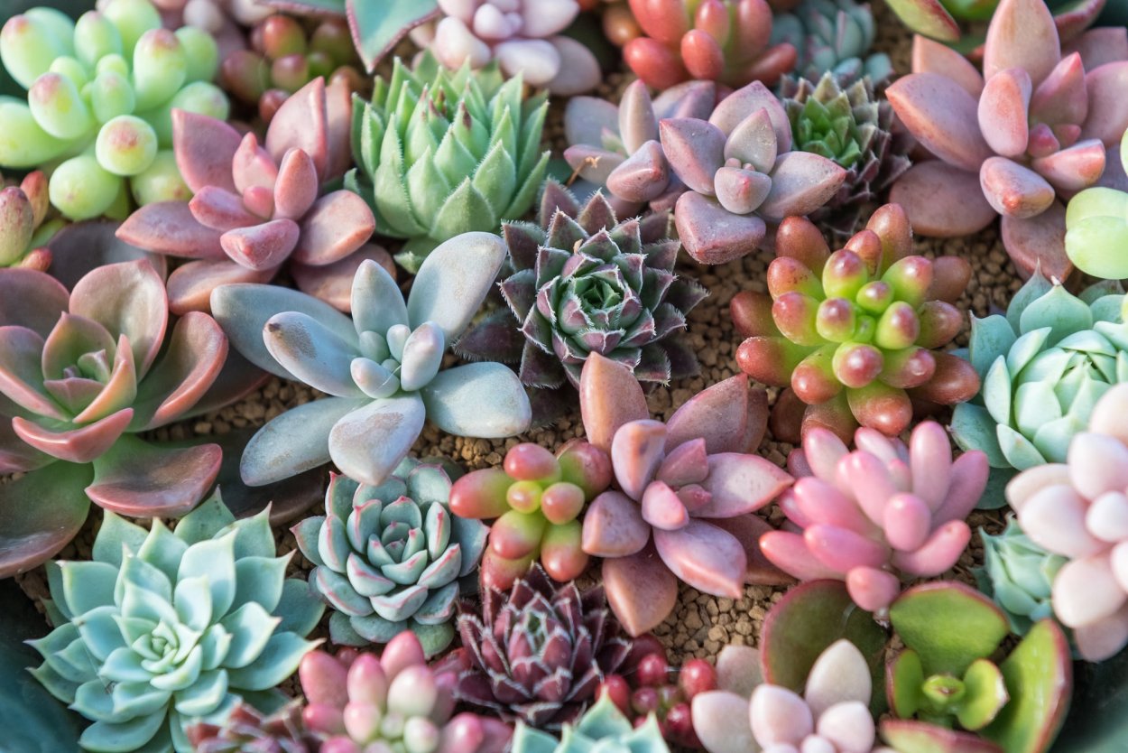 Очиток ложный (Sedum spurium &#96;Roseum&#96;)