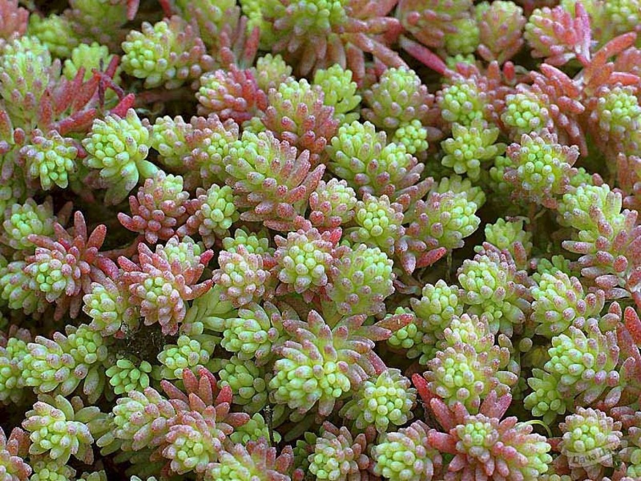 Очиток лидийский мох