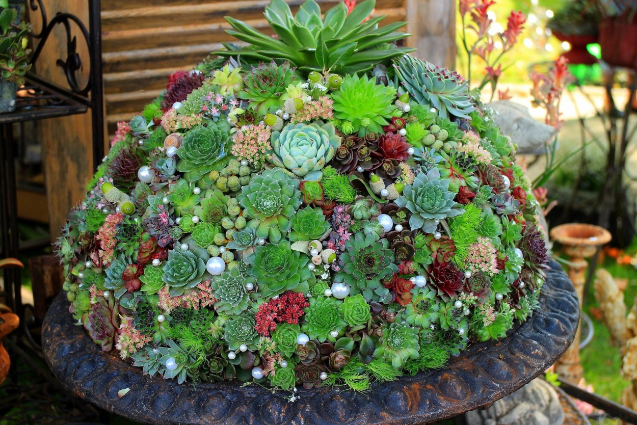 Необычные Суккуленты