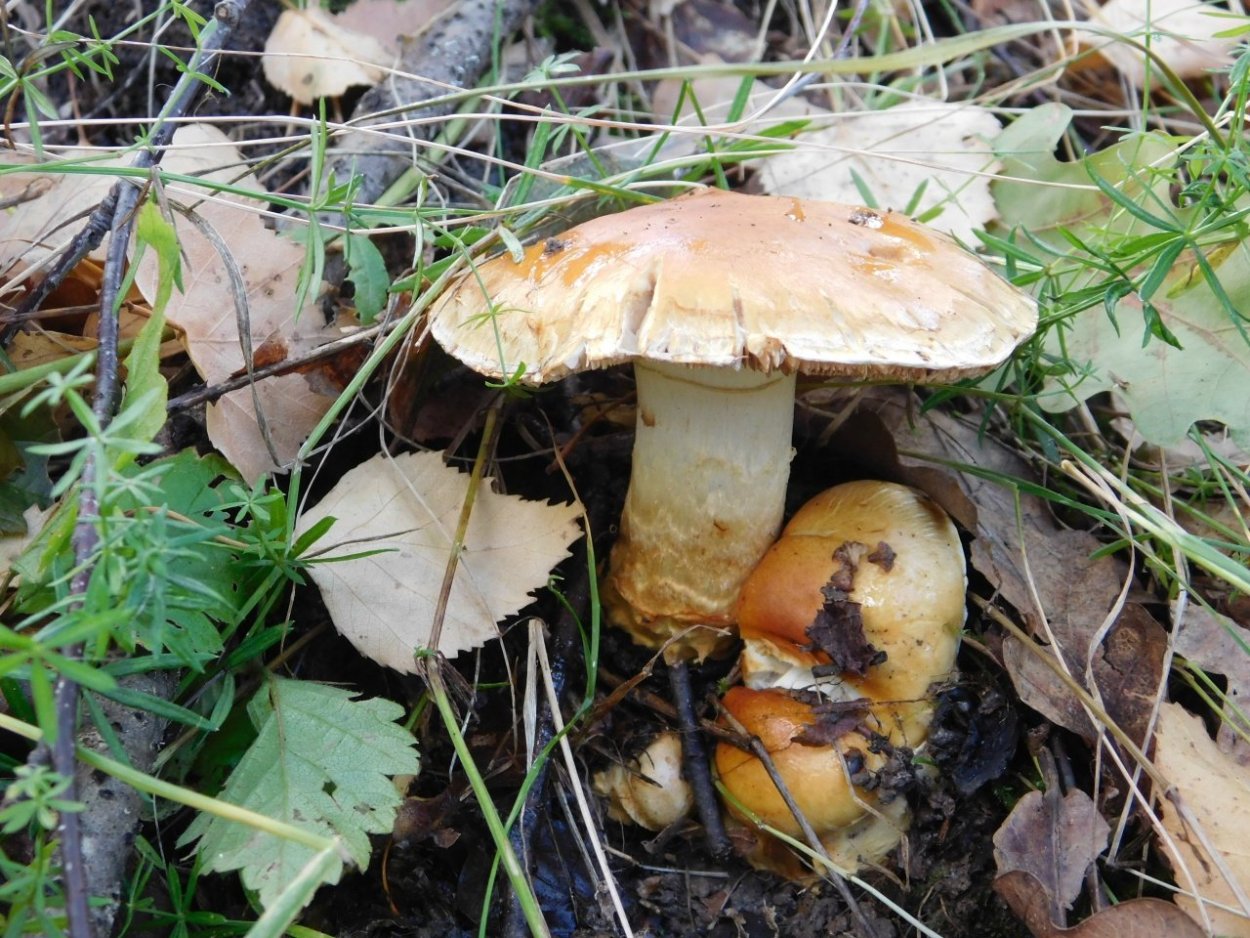 Паутинник желтый съедобный