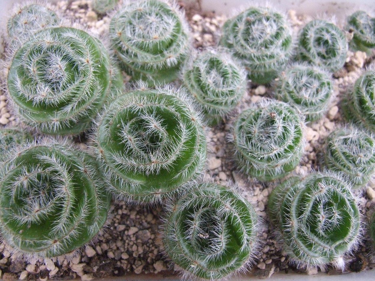 Крассула Барбата