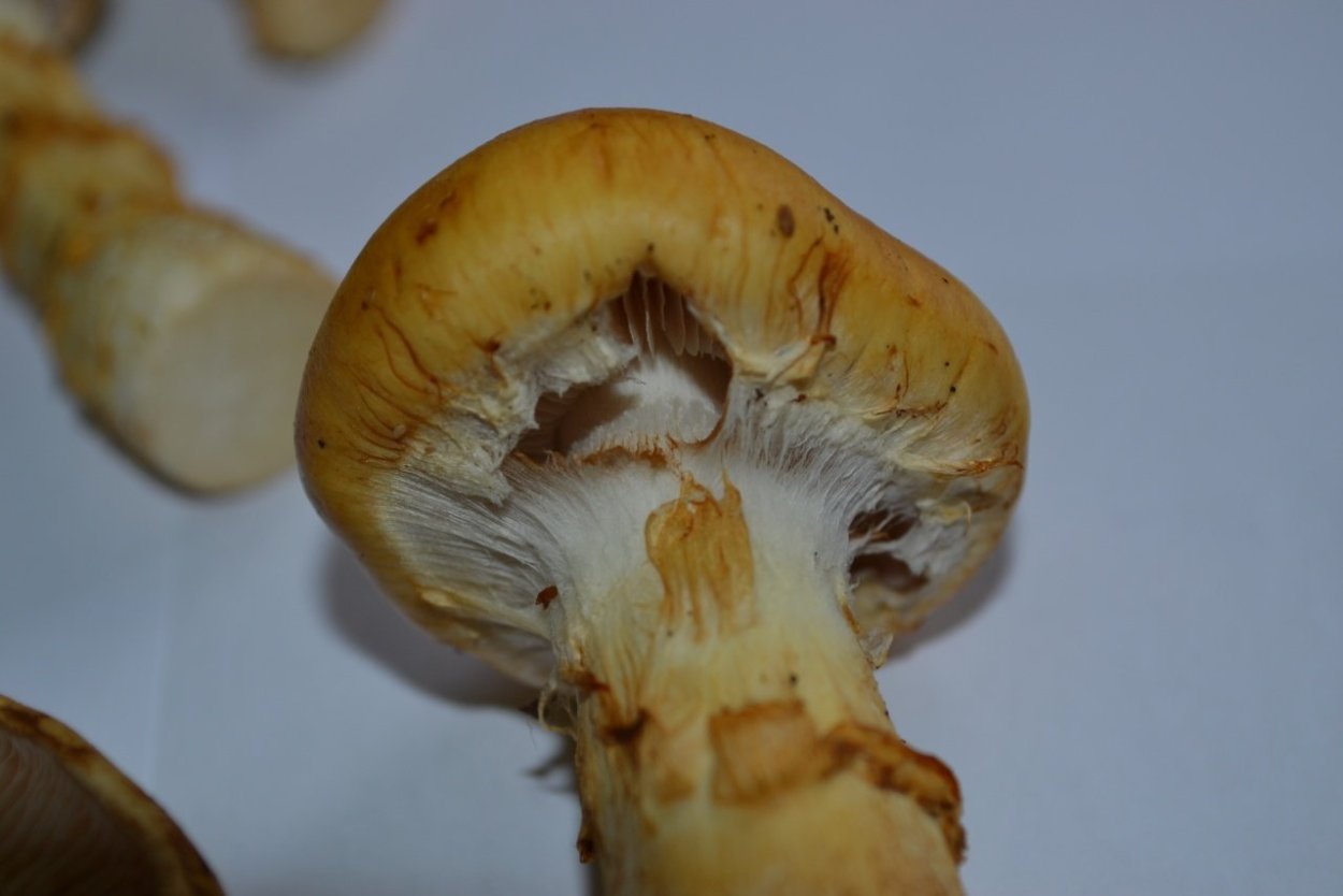 Гриб паутинник желтый