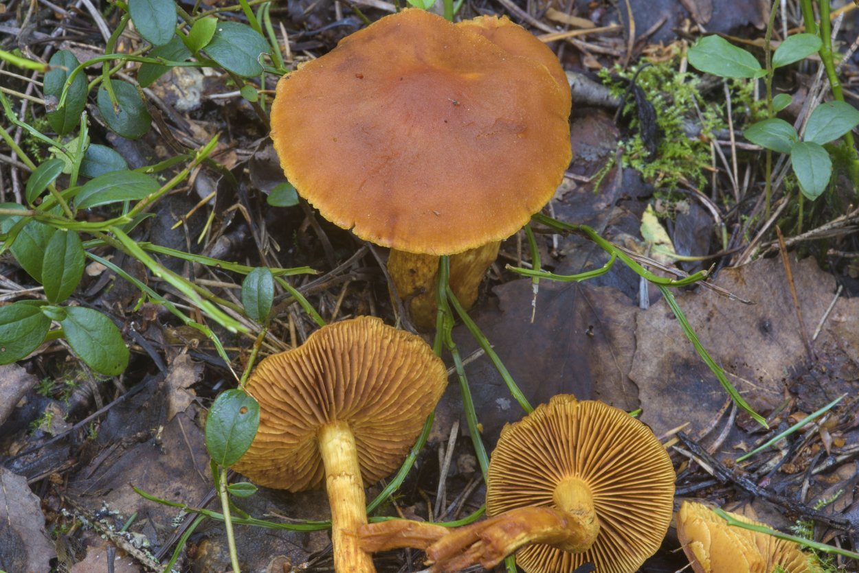 Паутинник шафрановый