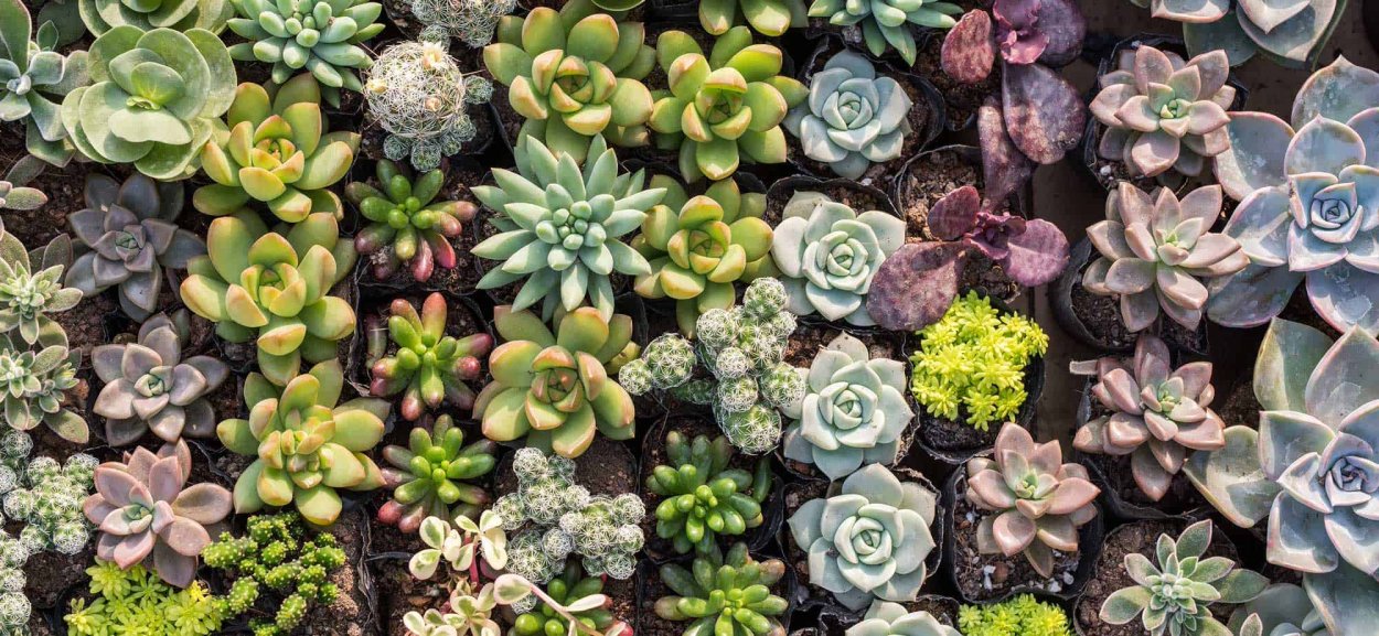 Седум Трелиза