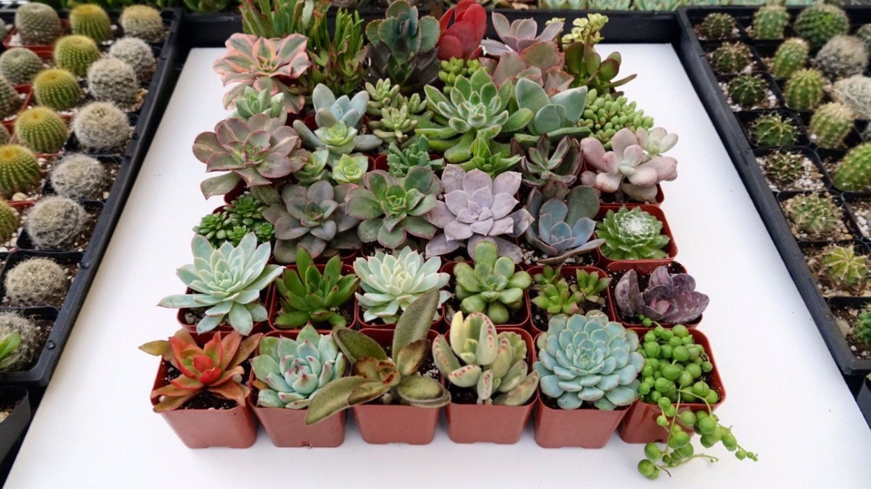 Флэтлэй Суккуленты