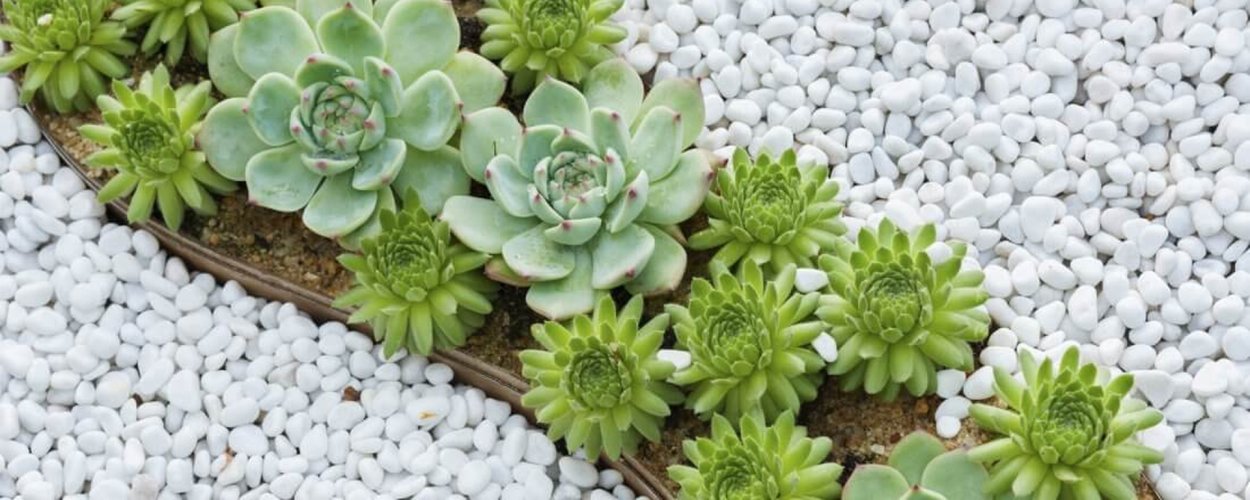 Суккуленты с белым гравием клумба