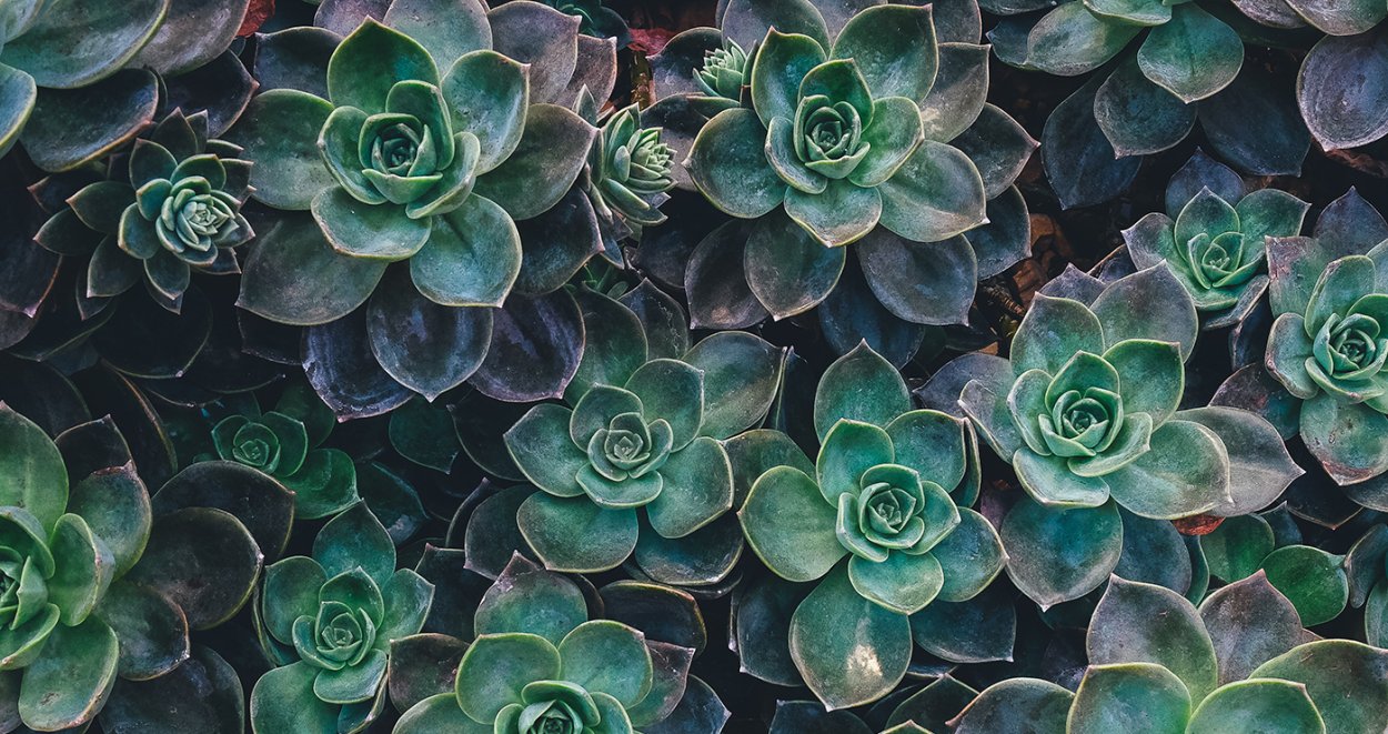 Зеленые Суккуленты на белом фоне