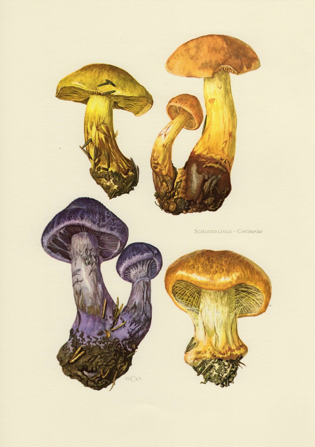 Паутинник оранжево-красный