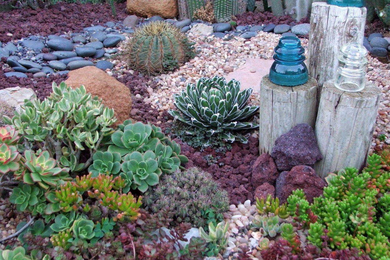 Молодило Maria Laach