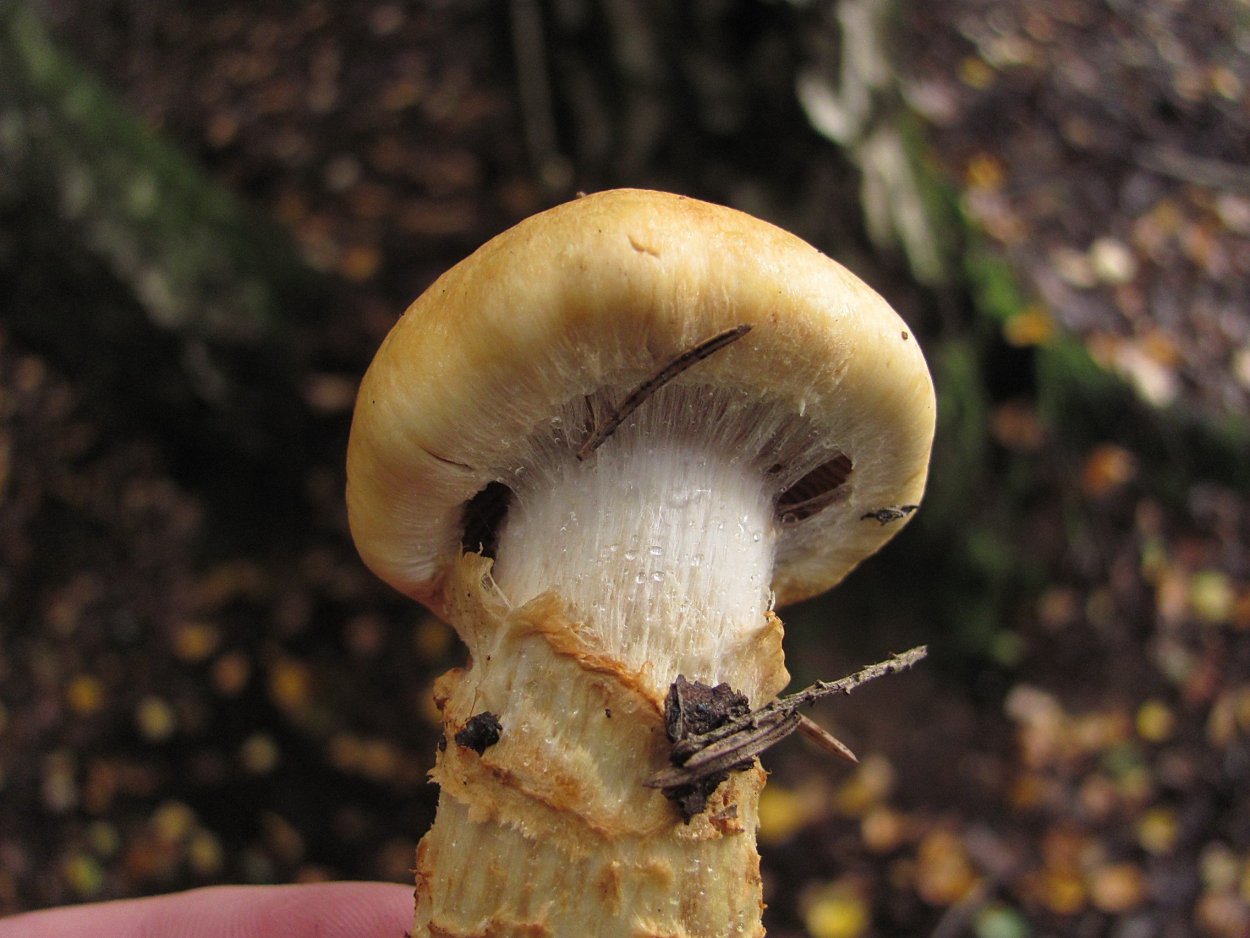 Паутинник Триумфальный гриб