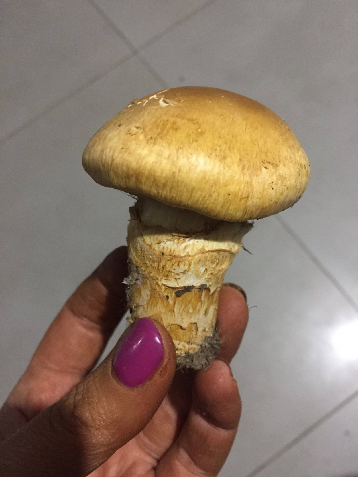 Паутинник полуволосистый