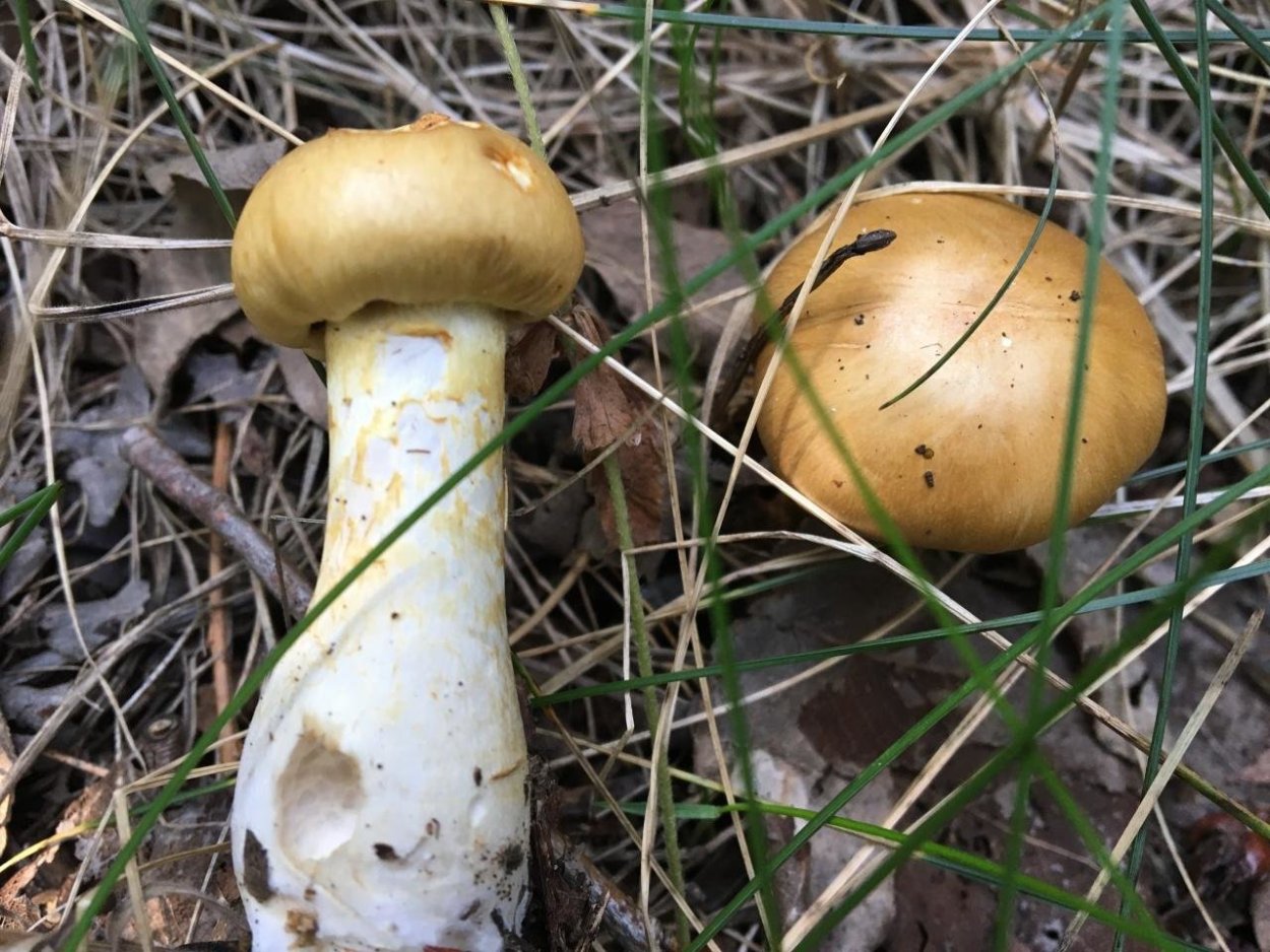 Паутинник гриб ложный ядовитый