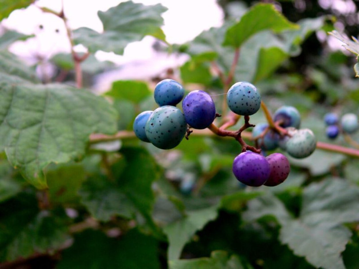 Мирт обыкновенный плоды