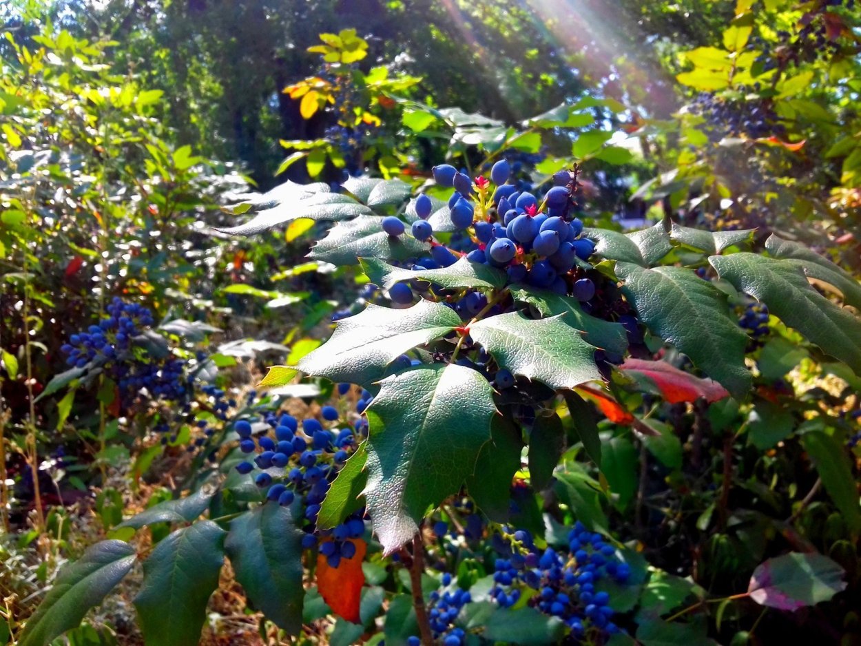 Дикий предок винограда