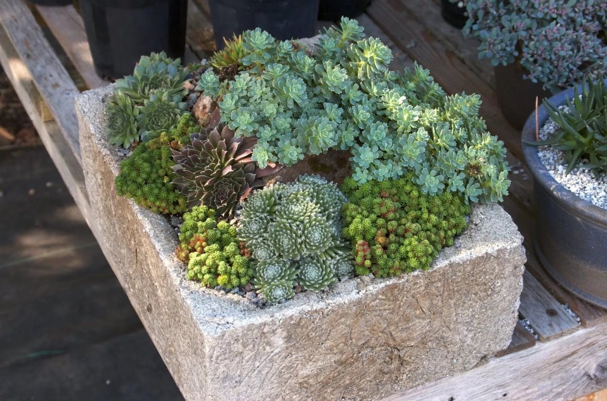 Седум дасифиллюм