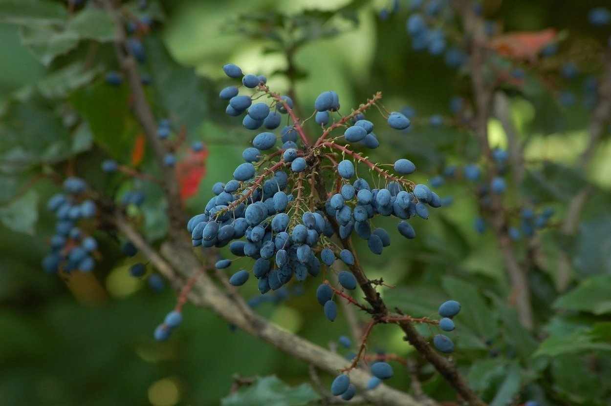 Вечнозеленый колючий кустарник с синими ягодами