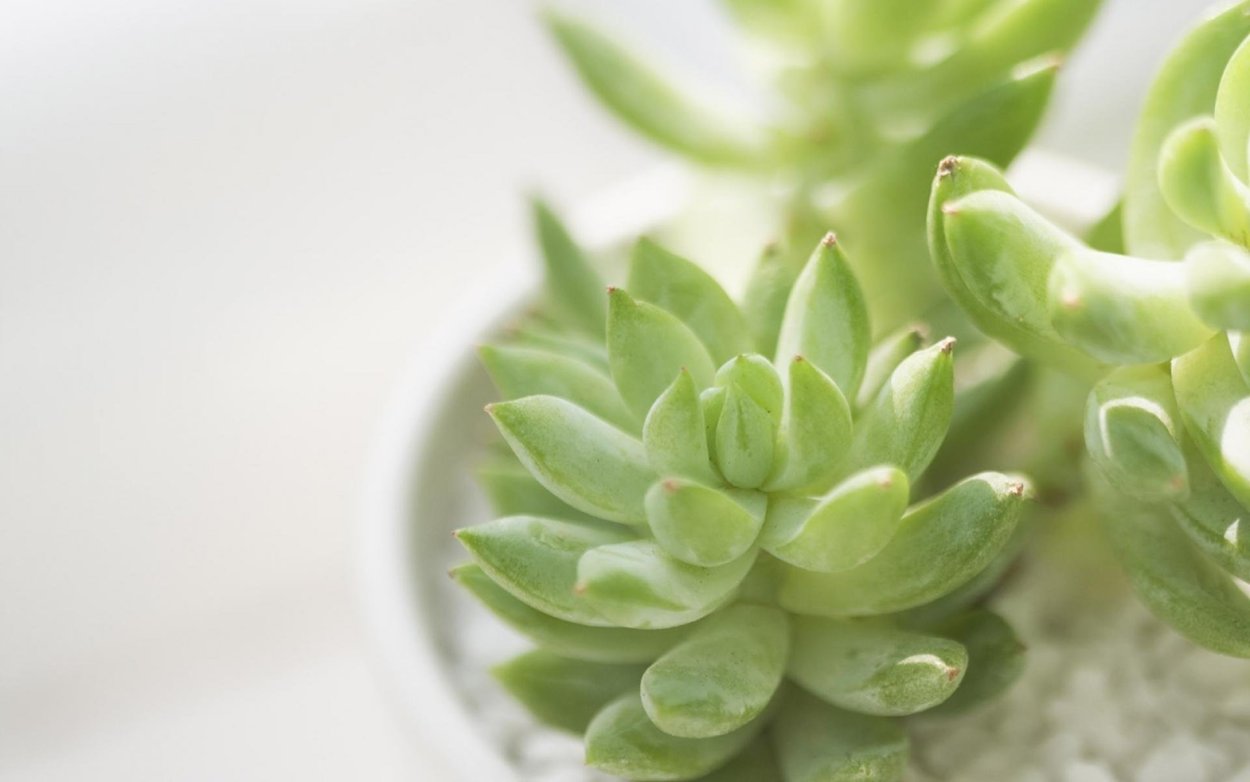 Эхеверия Рейнбоу размножение