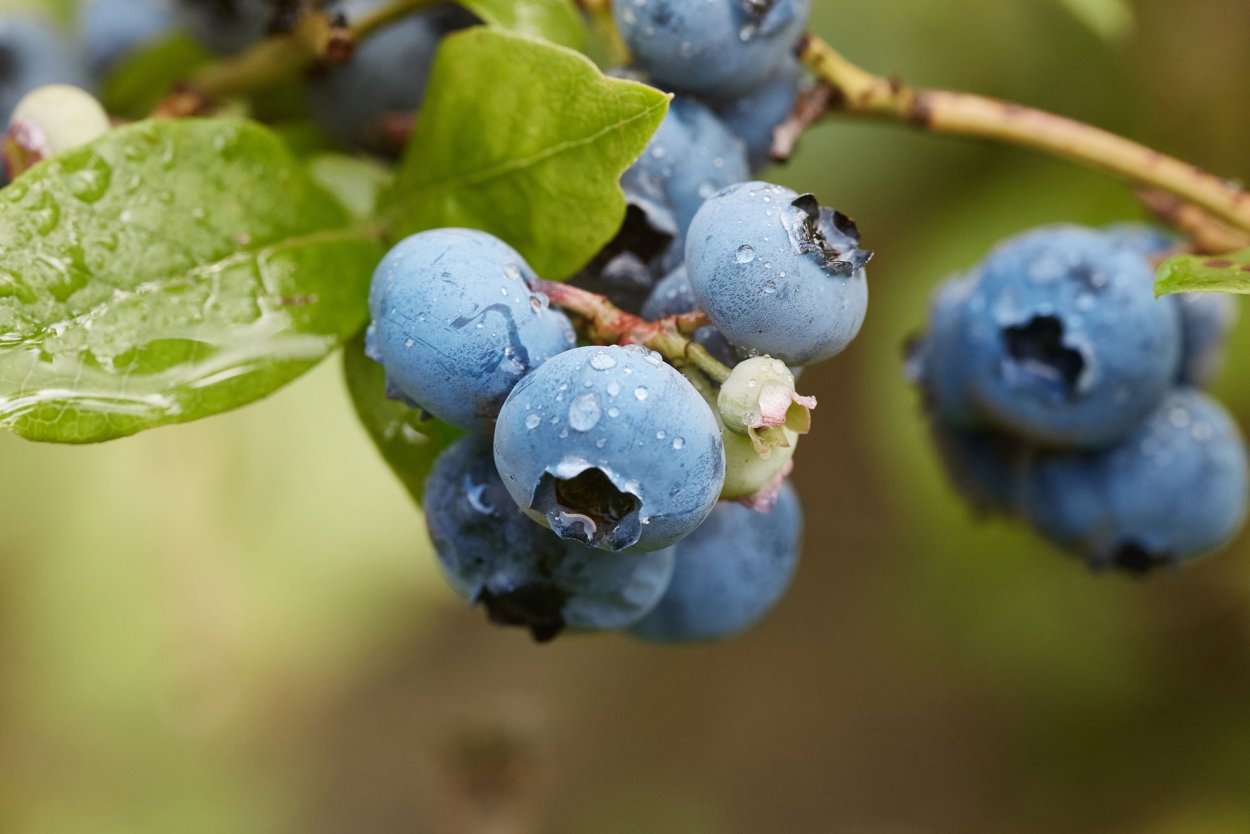 Магония падуболистная ягоды съедобные
