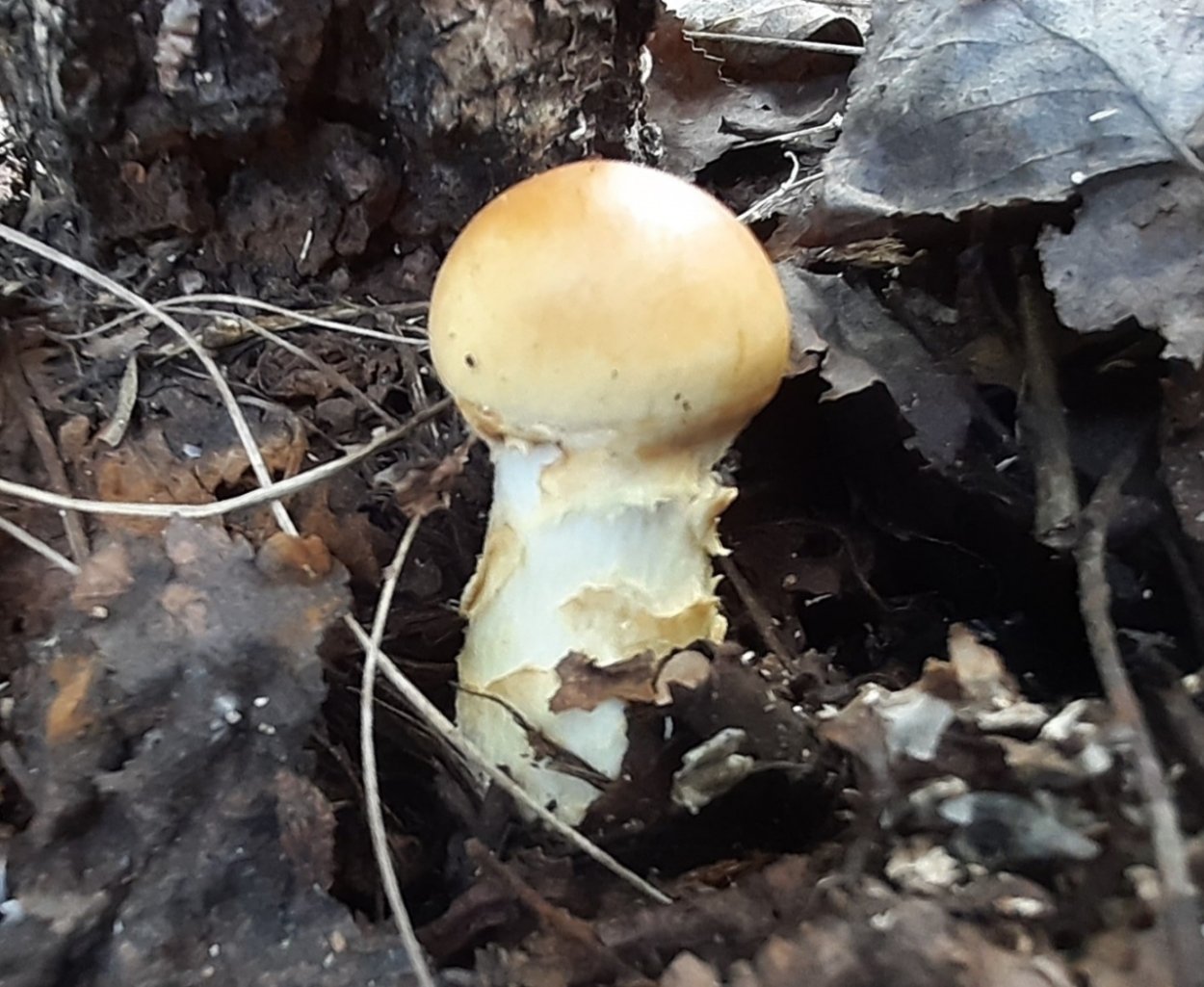 Паутинник желтый (приболотник)