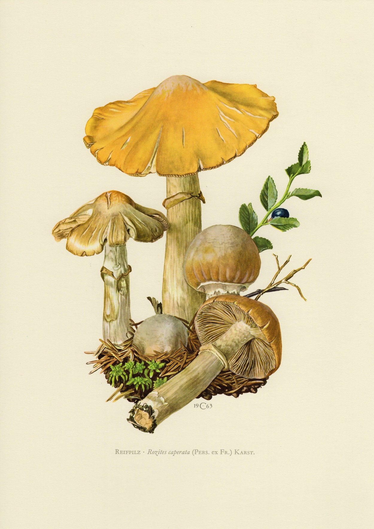 Паутинник обыкновенный съедобный