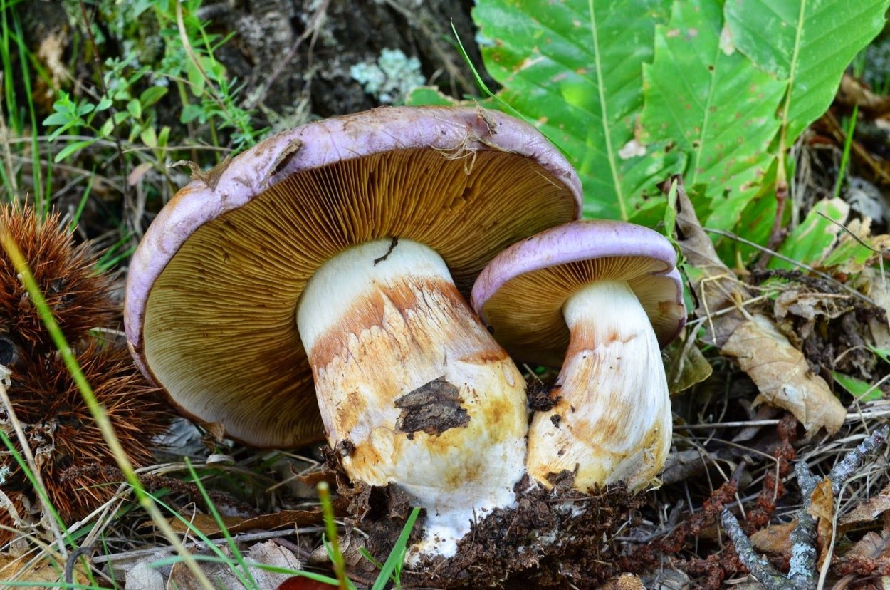 Паутинник козий